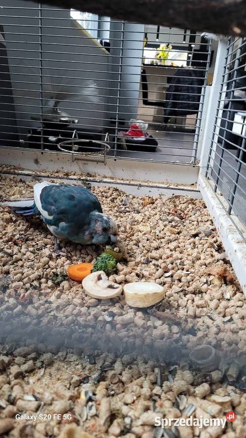 Ptak papuga kozia modrolotka niebieska Zwierzęta Sosnowiec