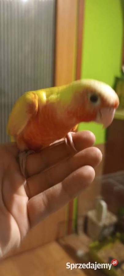 Papugi rudosterki ręcznie karmione