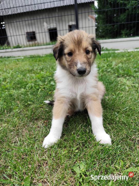 Owczarek Szkocki Collie sprzedam
