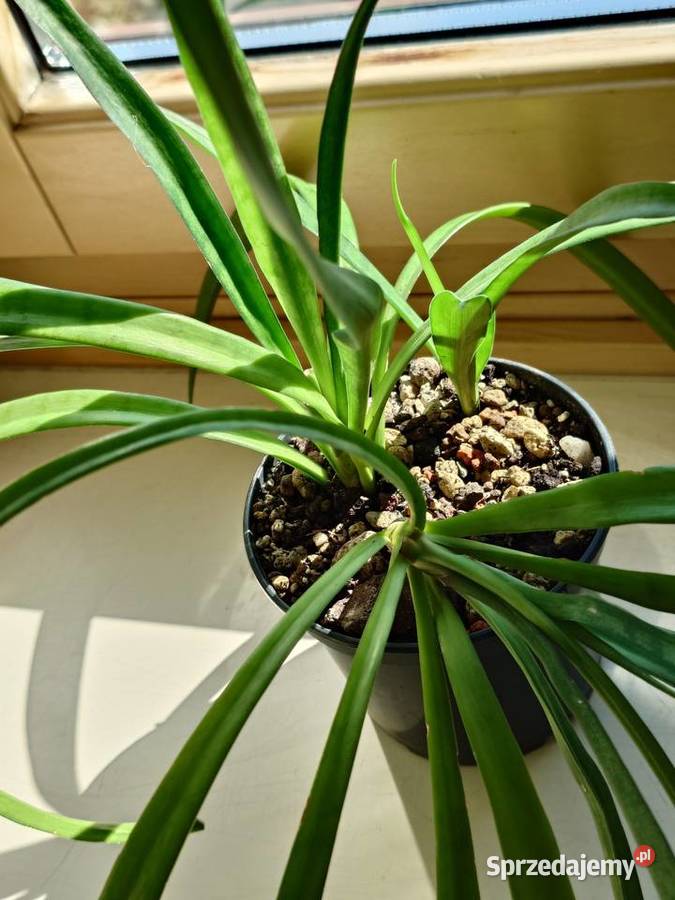 Sansevieria parva Kenya Hyacinth duża Dom i Ogród Warszawa