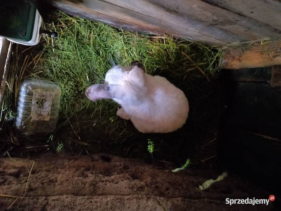 Sprzedam króliki rasowe i nie rasowe Brzozowica Duża