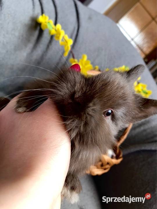 Króliki miniaturki teddy królik miniaturka podkarpackie sprzedam