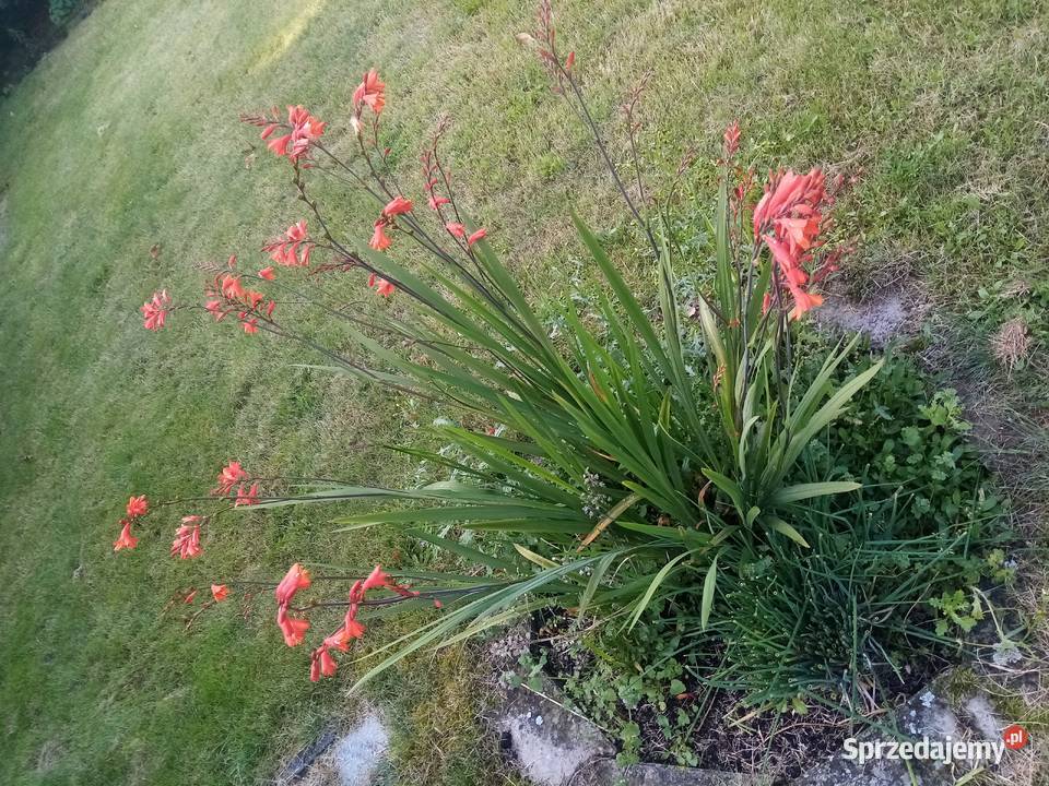 Malwa kosmos bluszczyk krokosmi ślaz 3st pomorskie