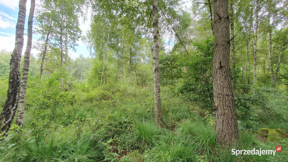 Działka budowlana z WZ las Rększowice gmina asfalt