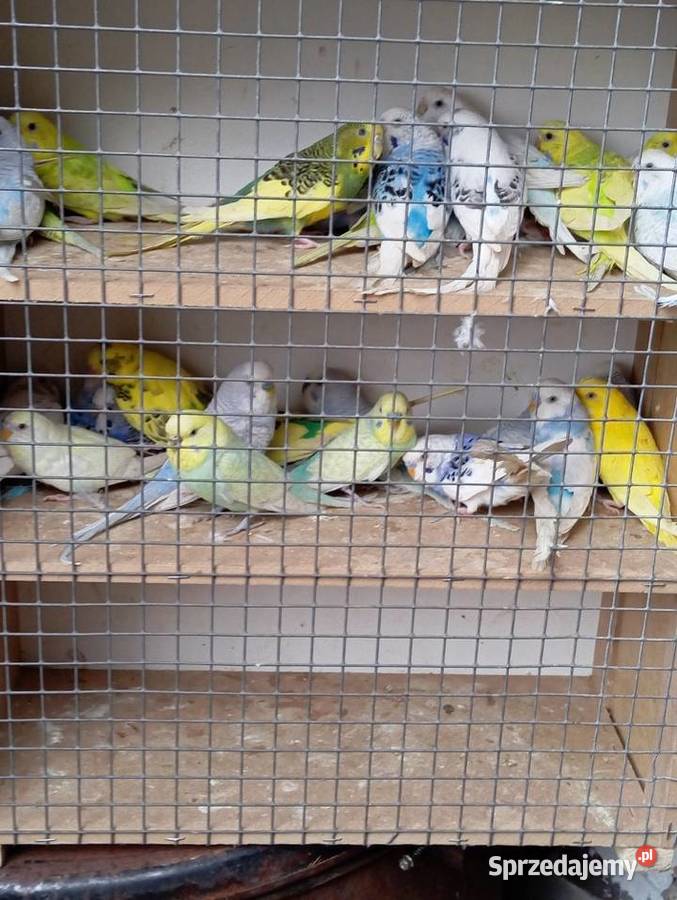 Papużki kolorowe
