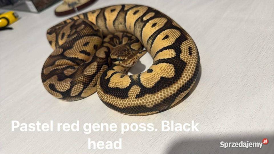 Pyton królewski boa Płock