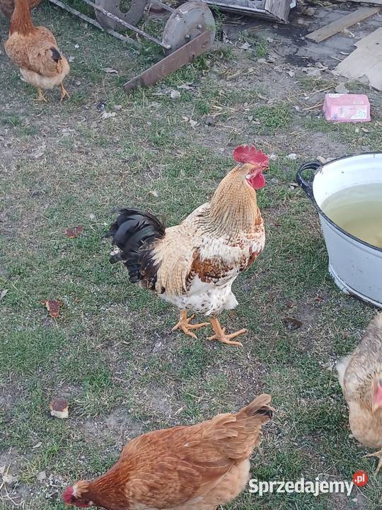 Sprzedam koguta sprzedam