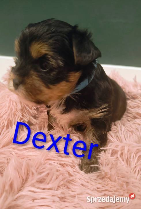 Yorkshire terrier