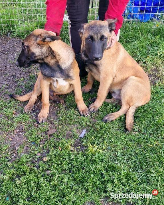 Owczarek Belgijski Malinos Rędziny sprzedam