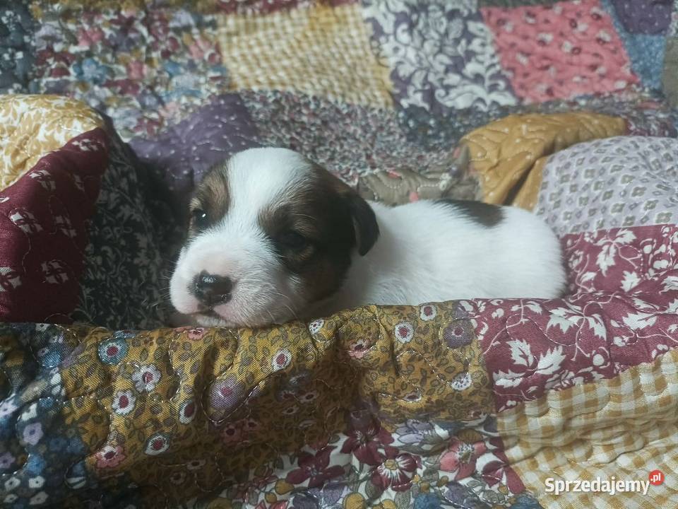 Wzorcowy gładki Jack Russell piękny exterrier ojciec FCI