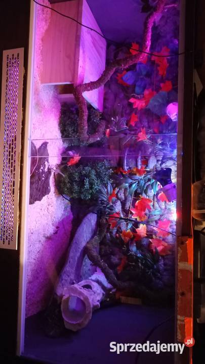 Terarium pyton królewski śląskie Częstochowa