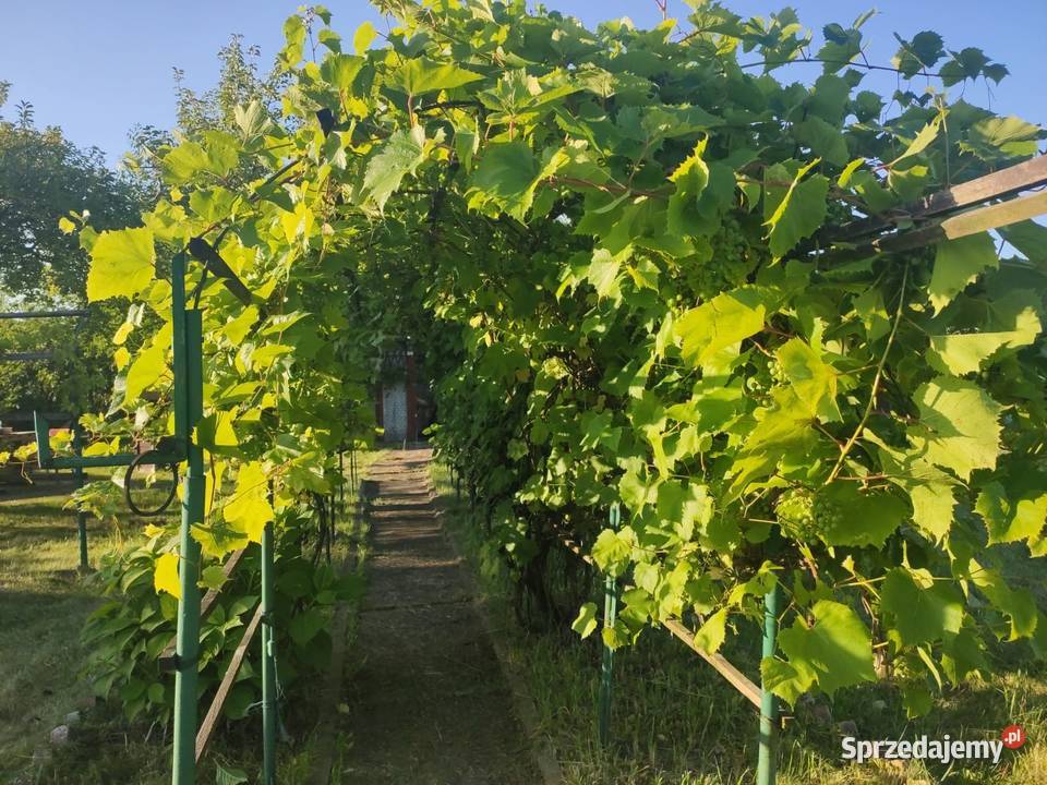 SPRZEDAM DUŻĄ DZIAŁKĘ 420m2 ROD Kolejarz polna Lubliniec sprzedam