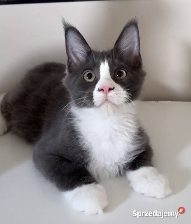Maine Coon kocięta dolnośląskie
