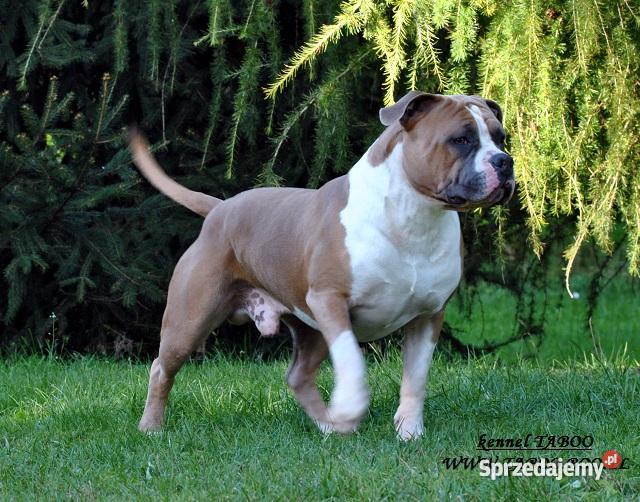 AMSTAFF szczenięta z rodowodem CHAMPIONIE hodowl Wrocław sprzedam