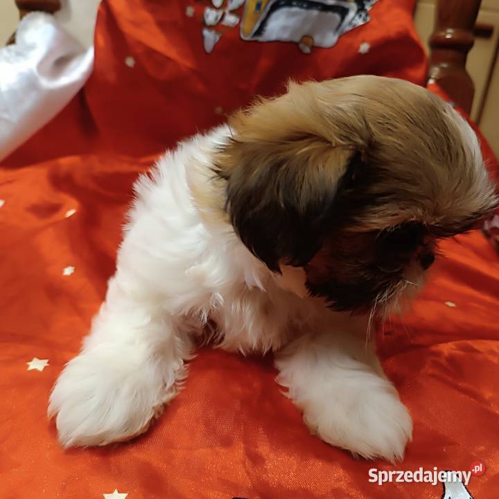 Shih tzu suczka Bolesławiec