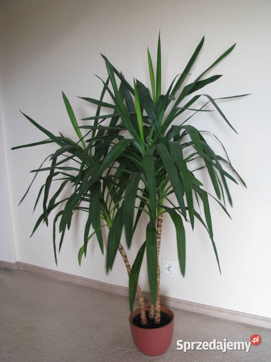 Juka piękny zdrowy duży kwiat doniczkowy 3pienny Liściaste Brzegi