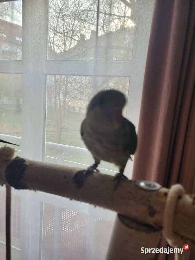 Mnicha nizinna ręcznie karmiona samiczka z DNA Jelenia Góra sprzedam