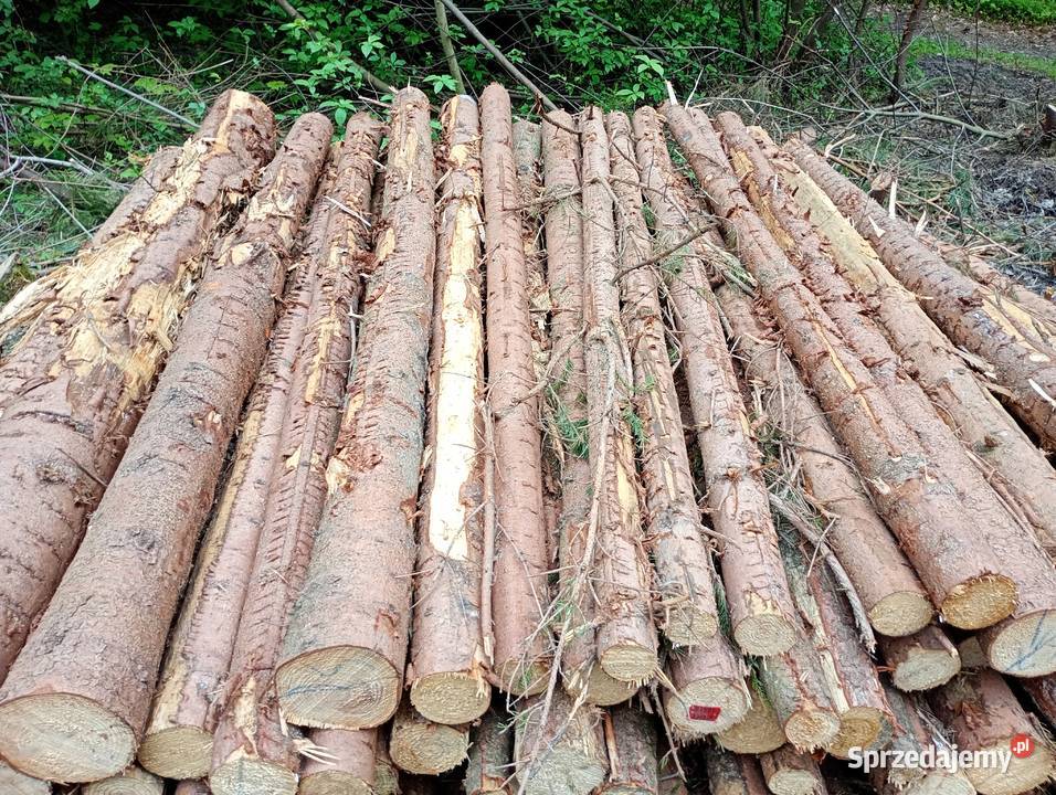 Drzewo drewno opałowe słupki stęple żerdzie Szczytna
