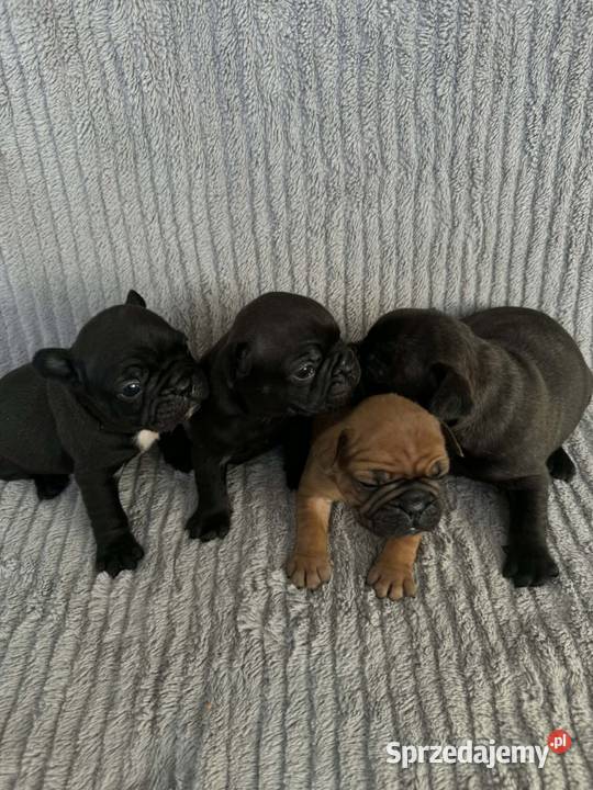 Buldog francuski opolskie