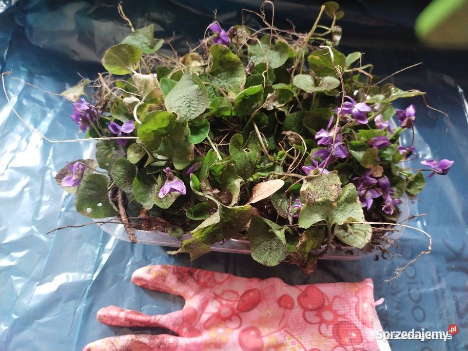 Fiołek wonny Mysłowice