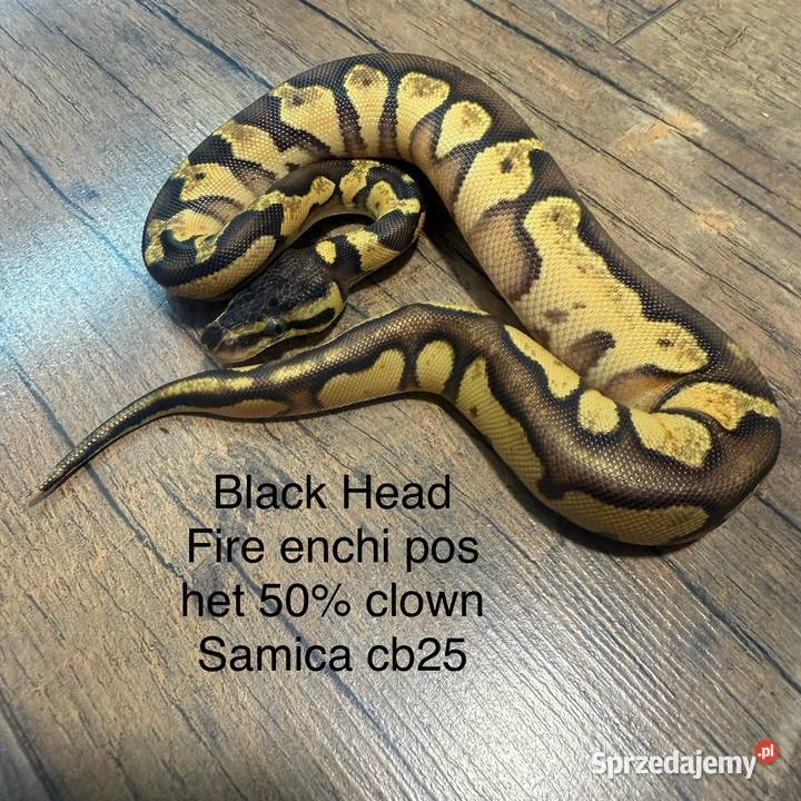 Wąż królewski Gady i płazy Grodzisk Mazowiecki