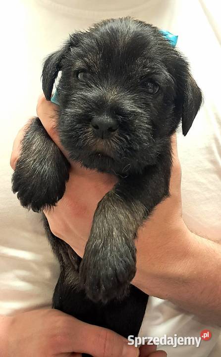 samiec Sznaucer średni pieprz i sól Swarzędz sprzedam