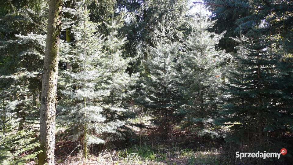 Choinki świerk jodłaGłębocko 20 gm Murowana wielkopolskie Głębocko