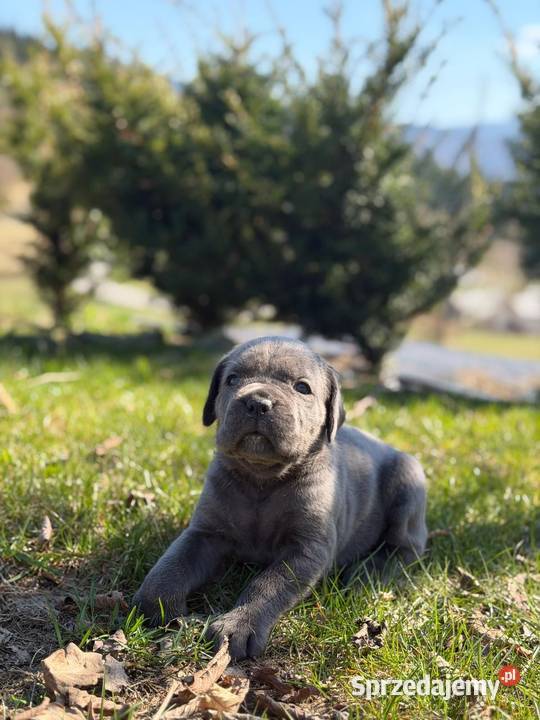 Piękna szara suczka Cane Corso ZKwPFCI Katowice