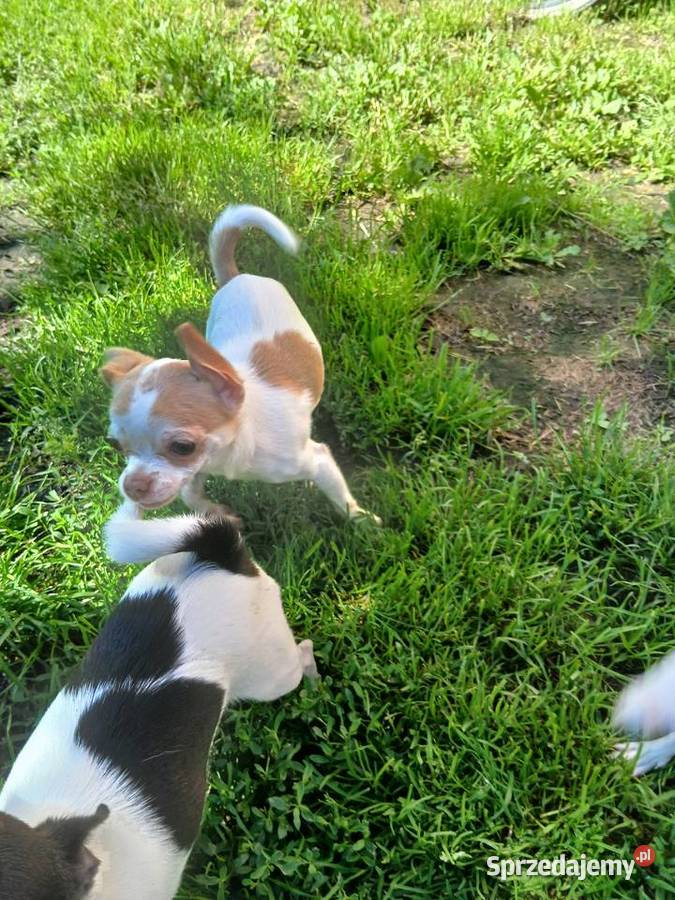 Sprzedam psa chihuahua Kijaszkowo