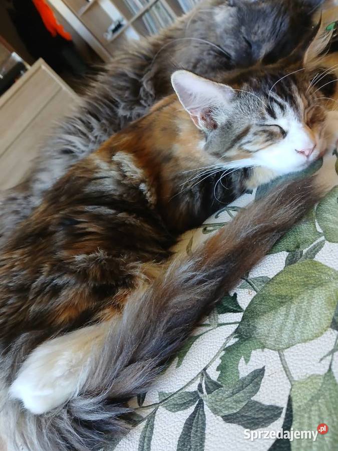 Maine coon piekna kotka Ruda Śląska