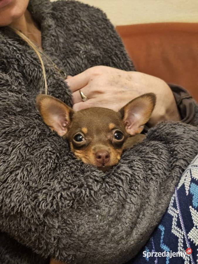 Ratlerek sarenka Kraków