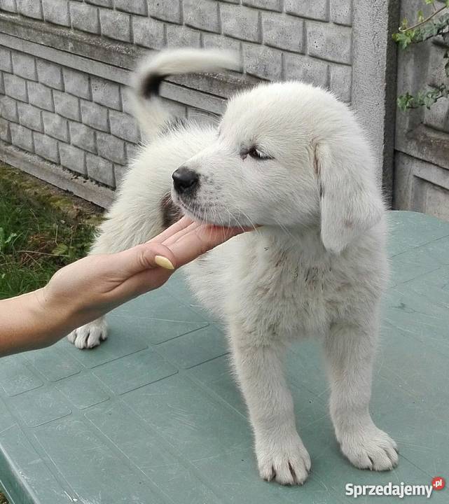 Owczarek środkowoazjatycki piesek Kozienice