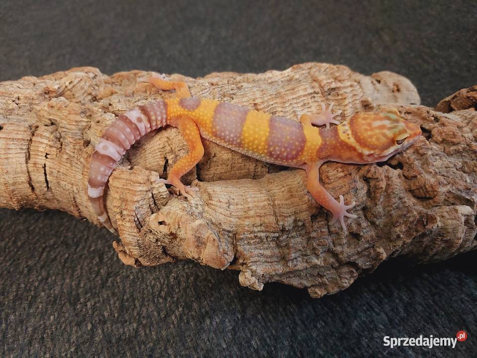 Gekony lamparcie Gady i płazy pomorskie