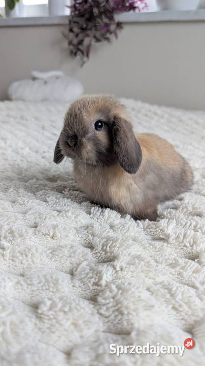 Mini lop królik miniaturka mały karzełek baranek