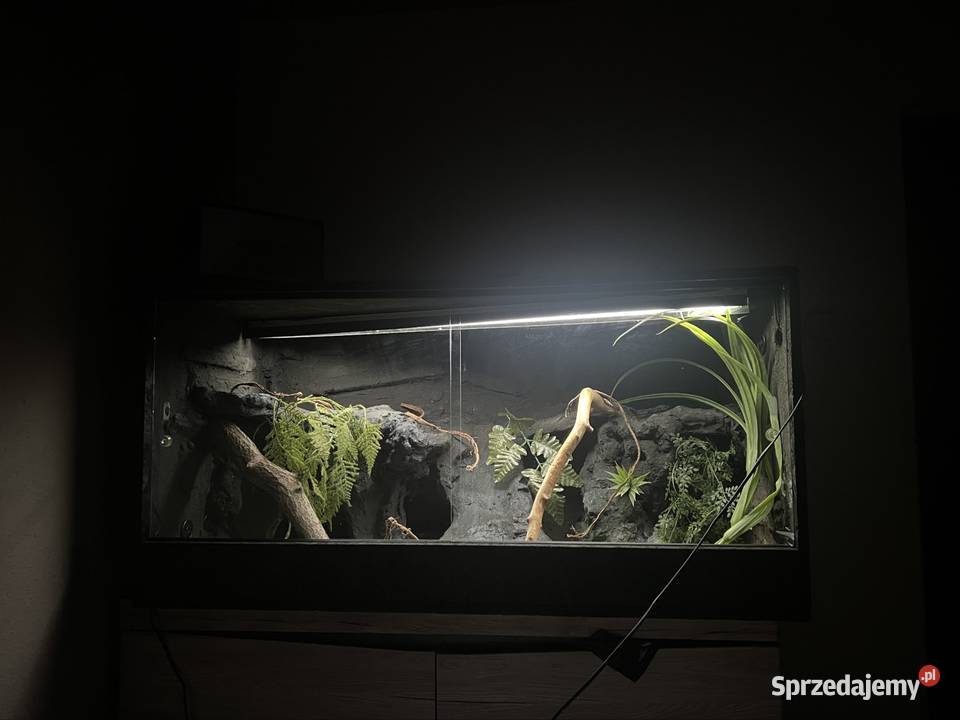 Terrarium 120x60x60 gotowe agamy Sopot sprzedam