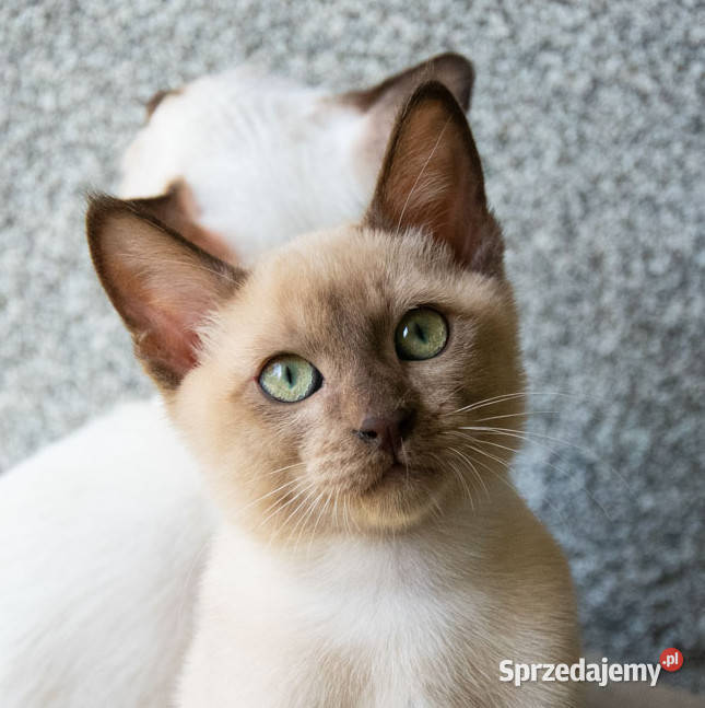 Kocięta tonkijskie kot tonkijski hodowla Zona kujawsko-pomorskie Grudziądz
