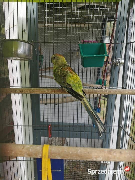 Sprzedam samicę świergotki seledynowej