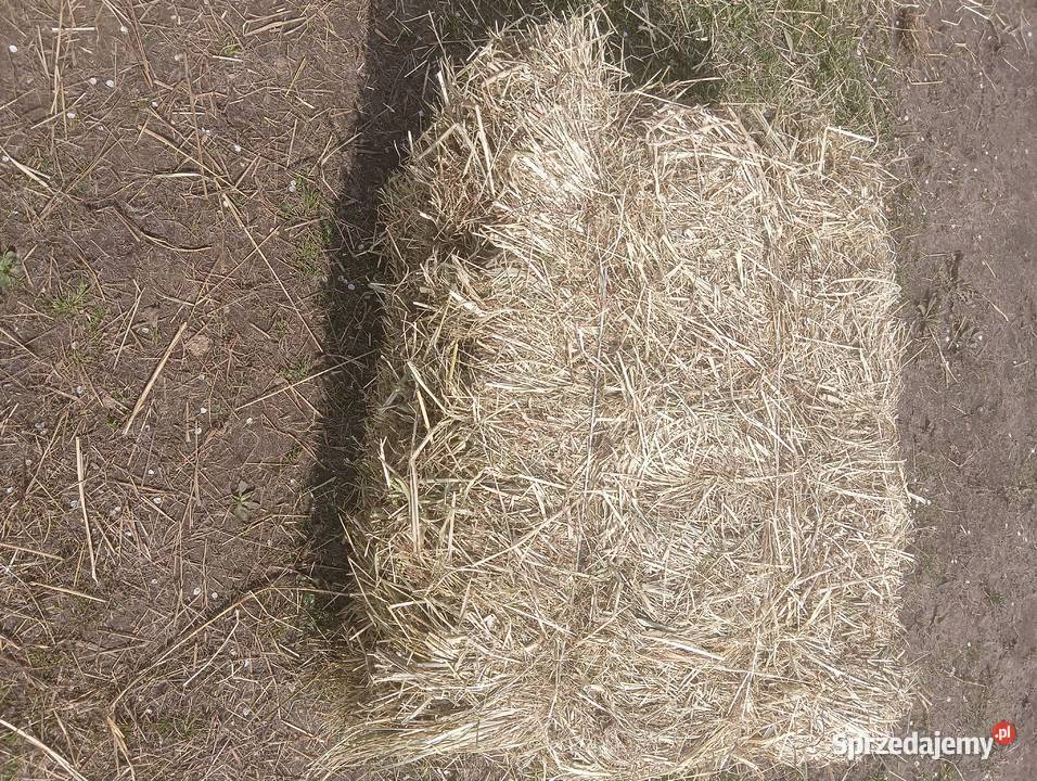 siano w kostkach Krotoszyn