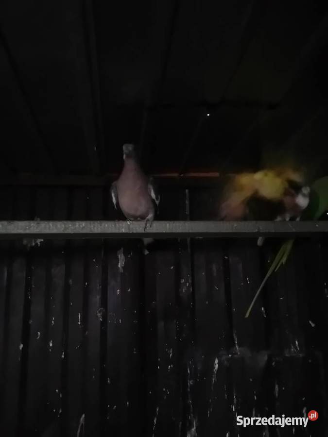 Gołębie grzywacze mazowieckie Siedlce sprzedam