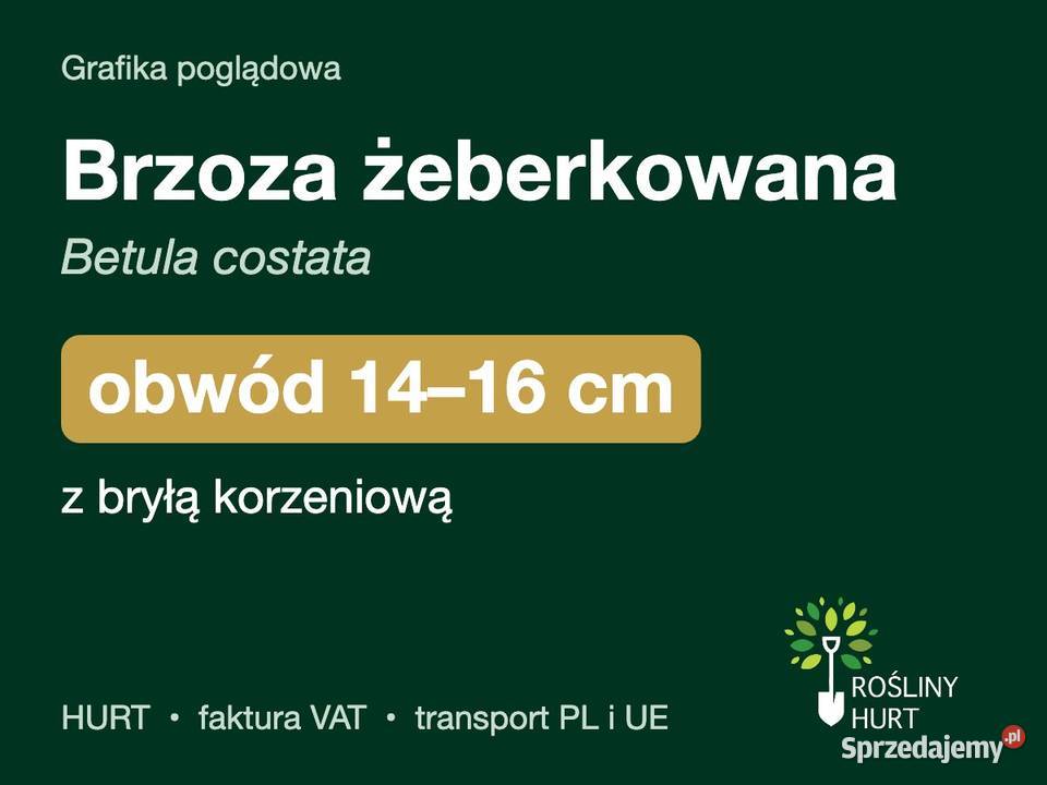 Brzoza żeberkowana Betula costata obwód 1416 z Ogród