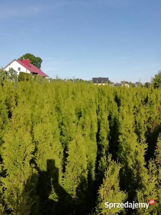 Tuja szmaragd 80 w 15 Myszków