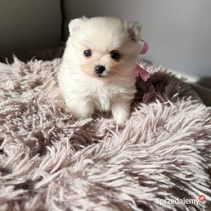 Szczeniaki rasy Szpic miniaturowy Katowice