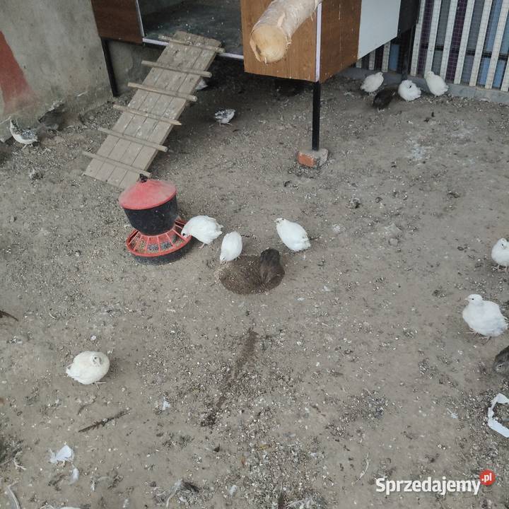 Przepiórki Osieczna sprzedam