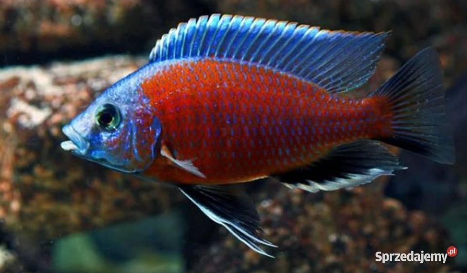 Pyszczak Borleya Copadichromis borleyi Pyszczaki Gdańsk