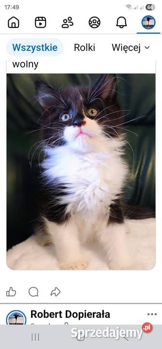 Piękny chłopak Maine coon Dolsk