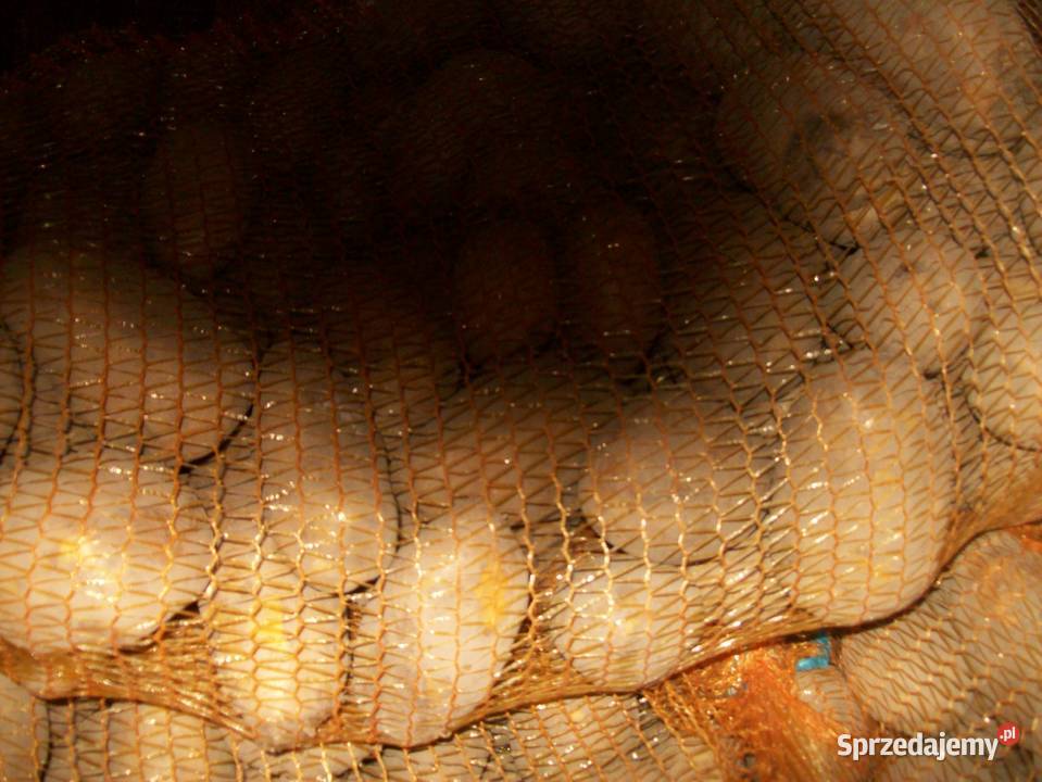 Ziemniaki odpadowe paszowe Zawiercie