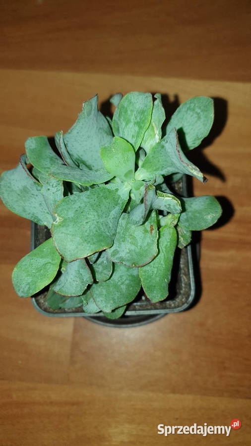 Grubosz Arborescens undulatifolia Blue Hale mazowieckie Warszawa