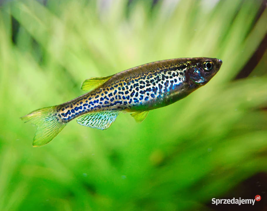 Danio lamparci Brachydanio lamparcie BOGATA Gdańsk