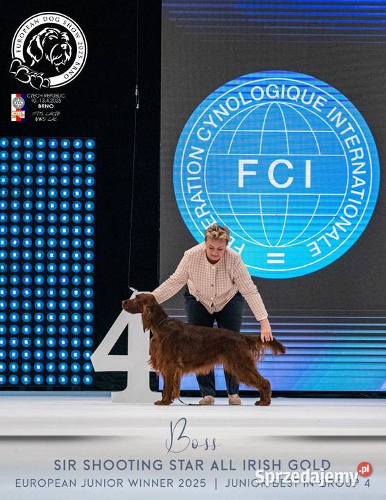 Seter Irlandzki FCI Częstochowa