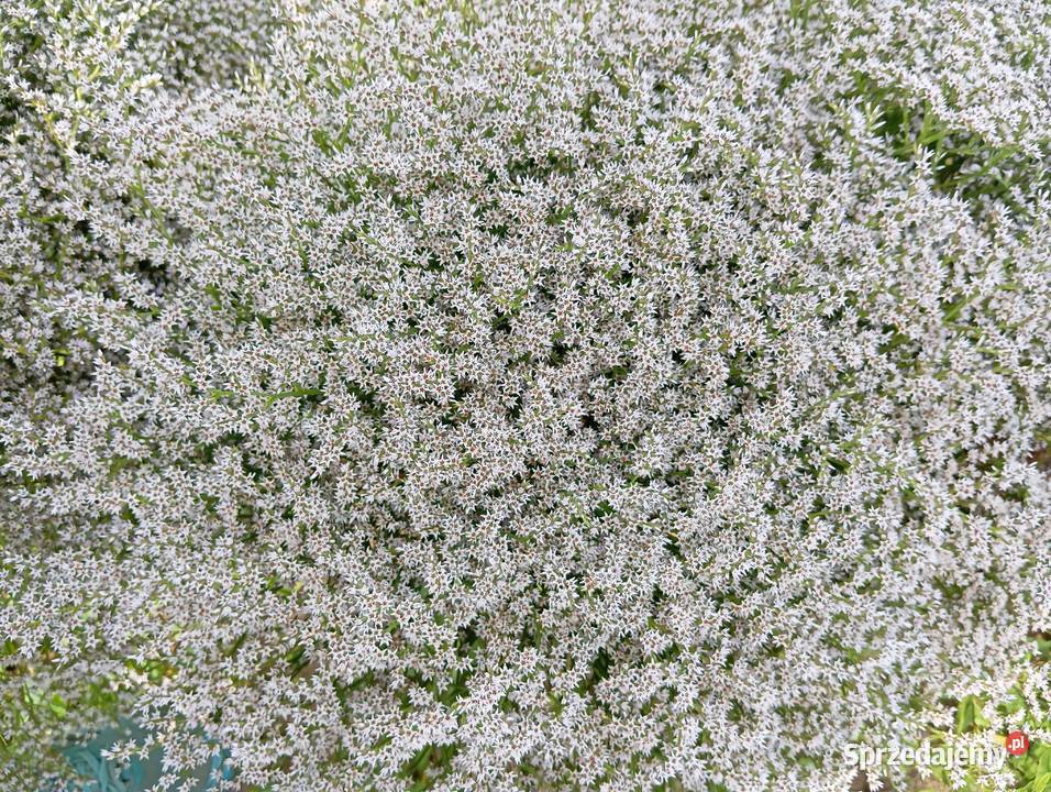 Zatrwian tatarski statica 2025 Izbica